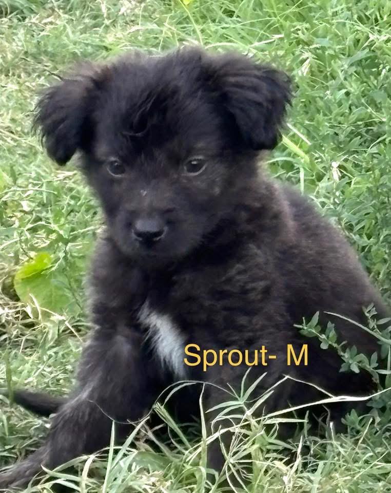 Sprout - photo 1