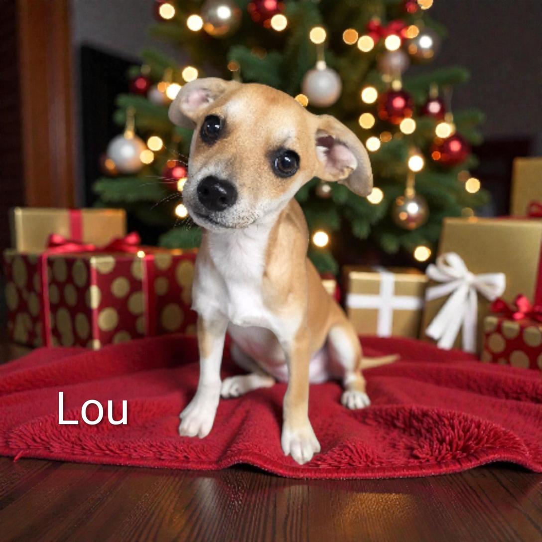 Lou thumbnail 2