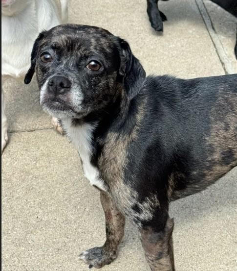DAPHNE, Adoptable, Young Female Pug & French Bulldog.