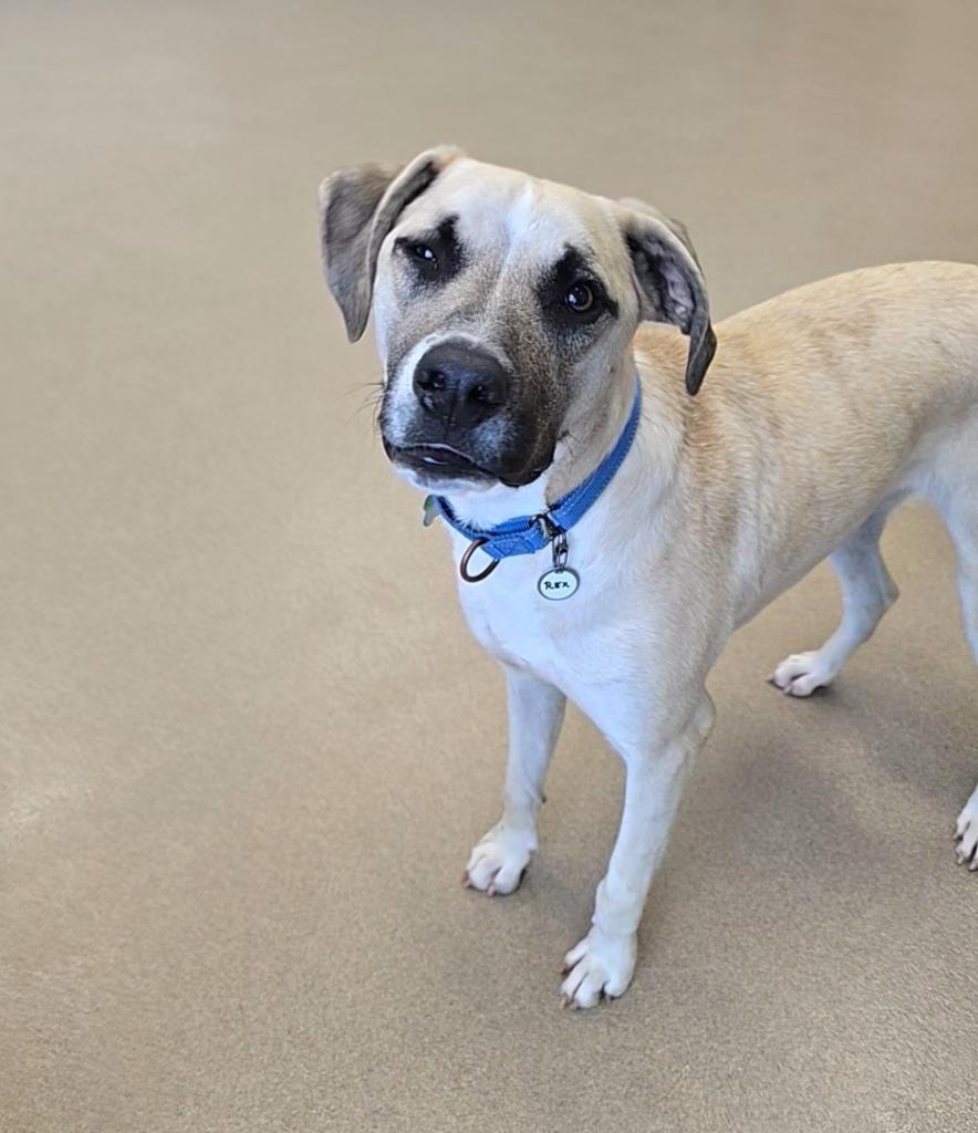 Rex, Adoptable, Young Male Boxer & Catahoula Leopard Dog.