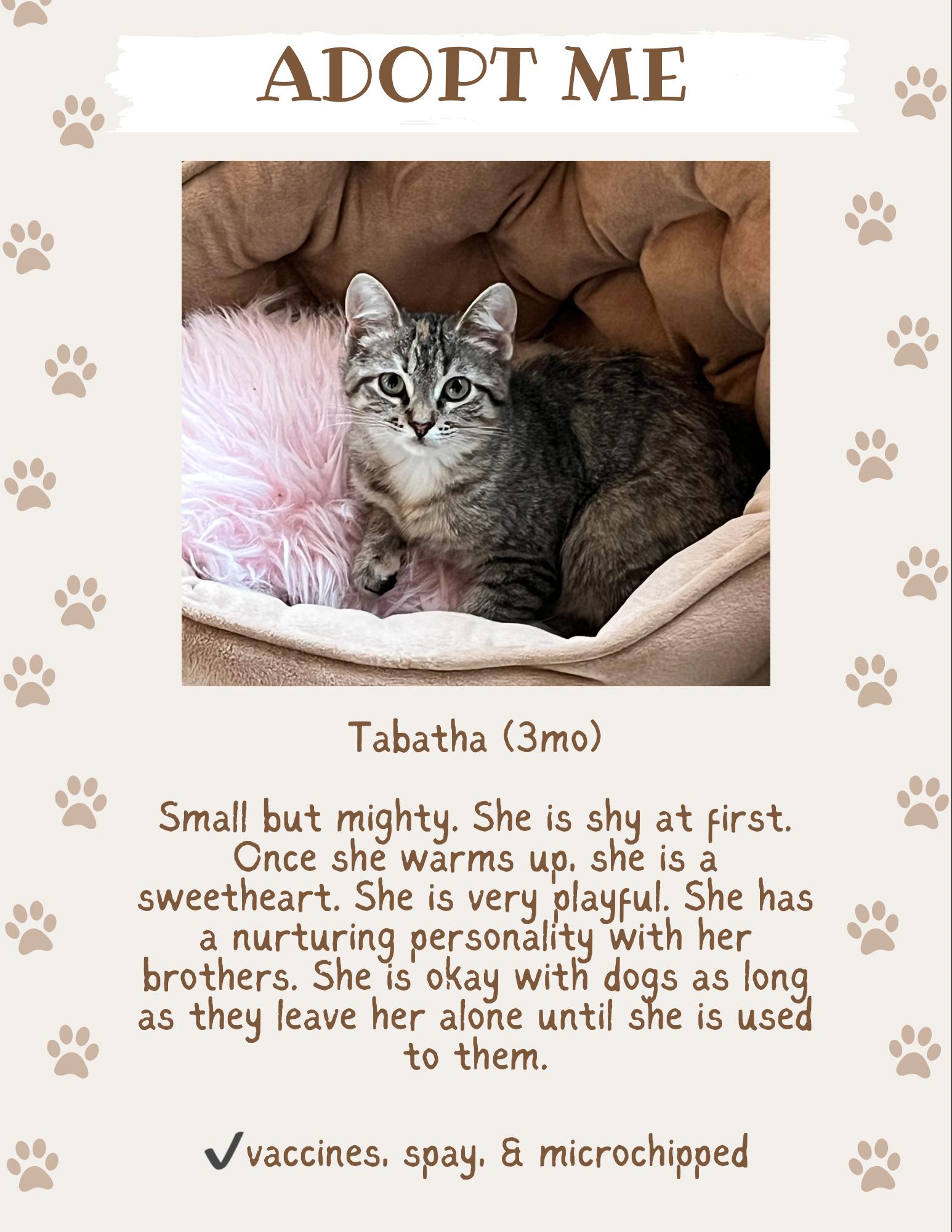 Enlarge Tabatha, a Adopted Domestic Short Hair in Anna, TX image 1/1