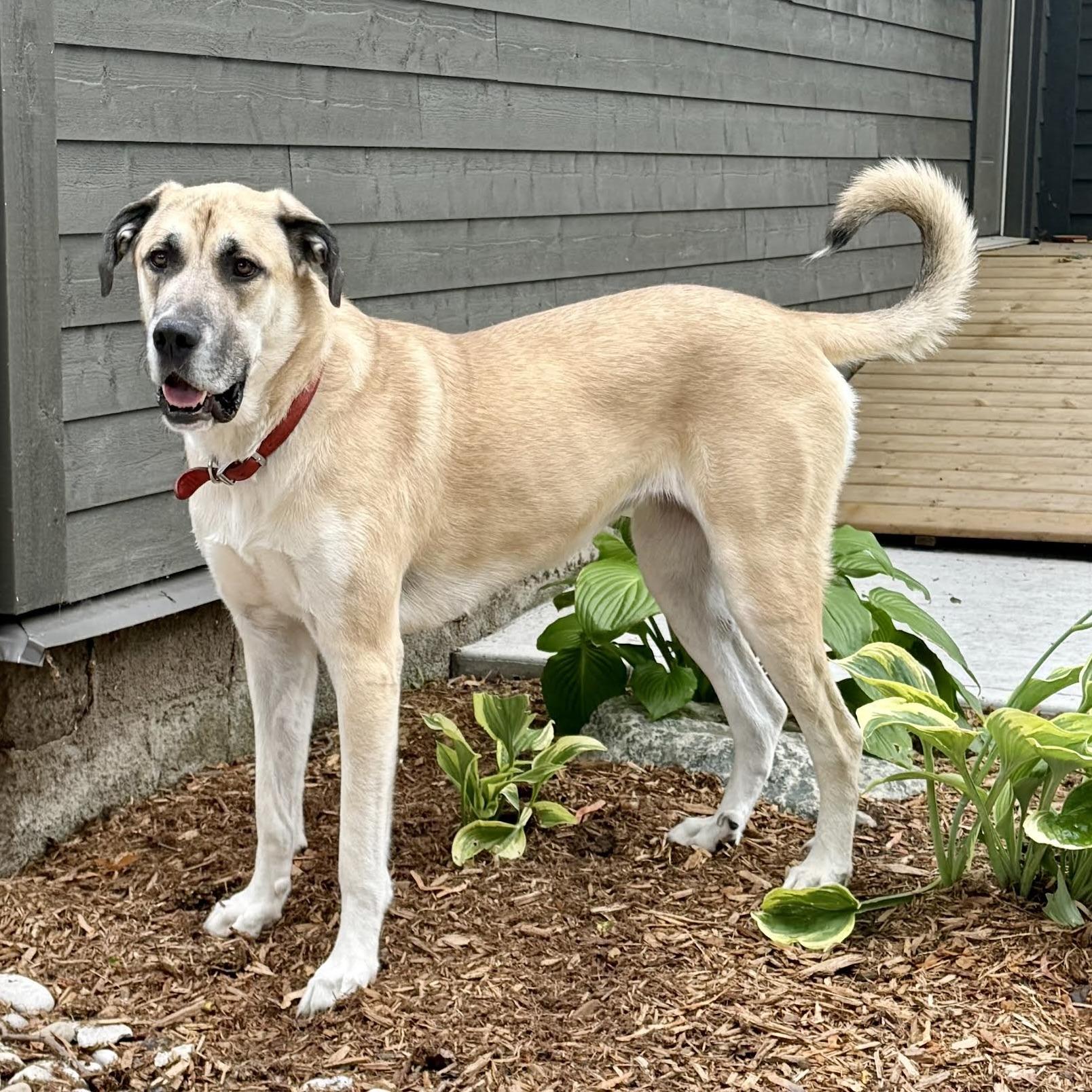 Anna aka Trixie (20230528-02), an adoptable Great Dane, Great Pyrenees in Hamilton, ON, L8P 4Y5 | Photo Image 3