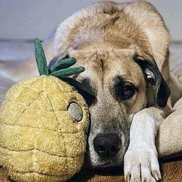 Anna aka Trixie (20230528-02), Adoptable, Adult Female Great Dane & Great Pyrenees.