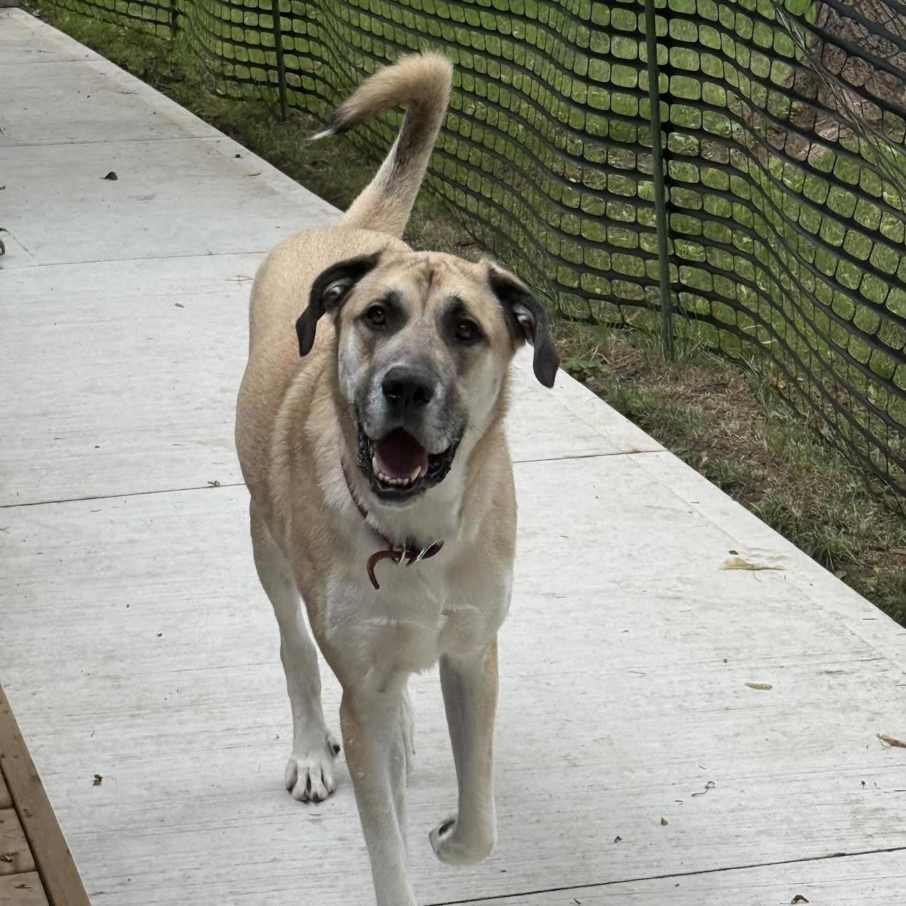 Anna aka Trixie (20230528-02), Adoptable, Adult Female Great Dane & Great Pyrenees.