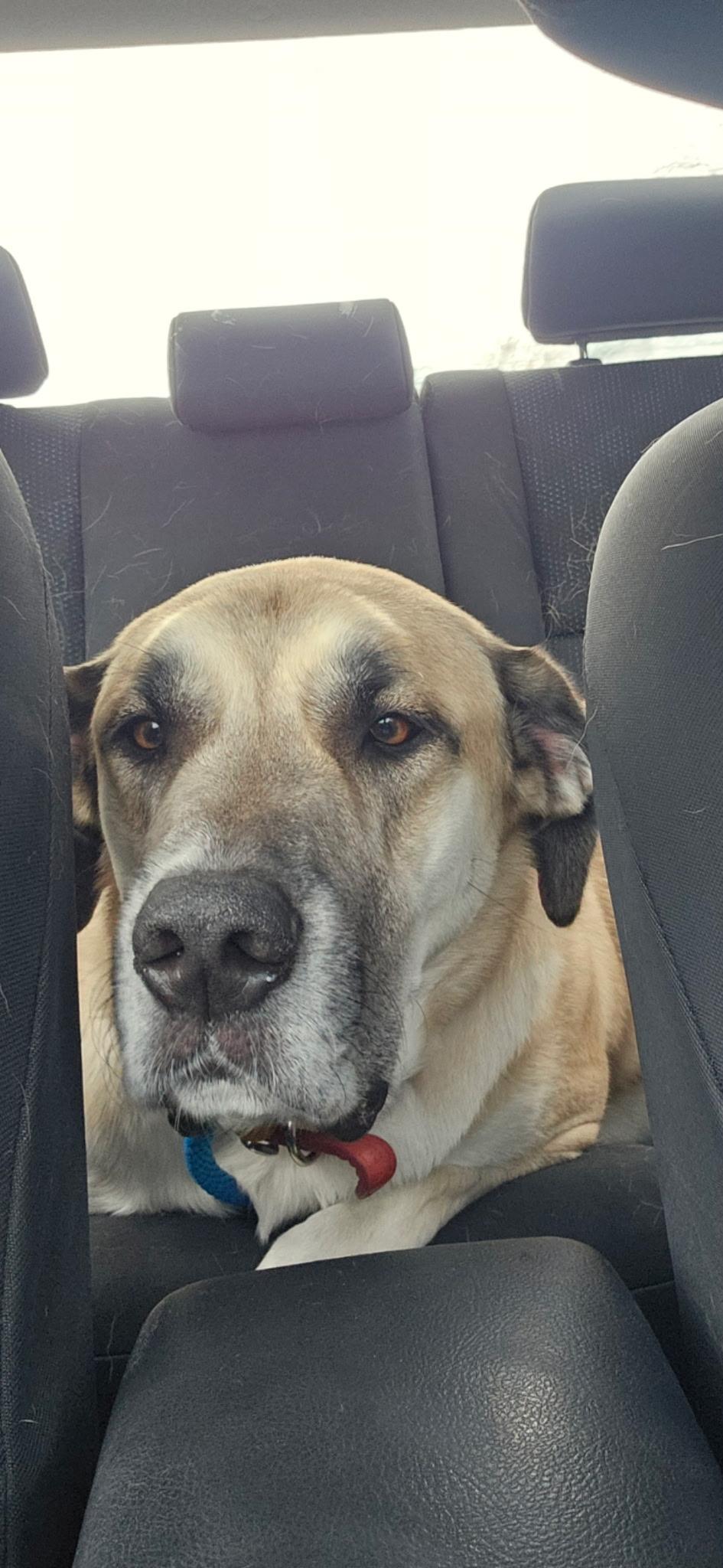 Enlarge Anna aka Trixie (20230528-02), a Adoptable mixed breed in Niagara Falls, ON image 2/6