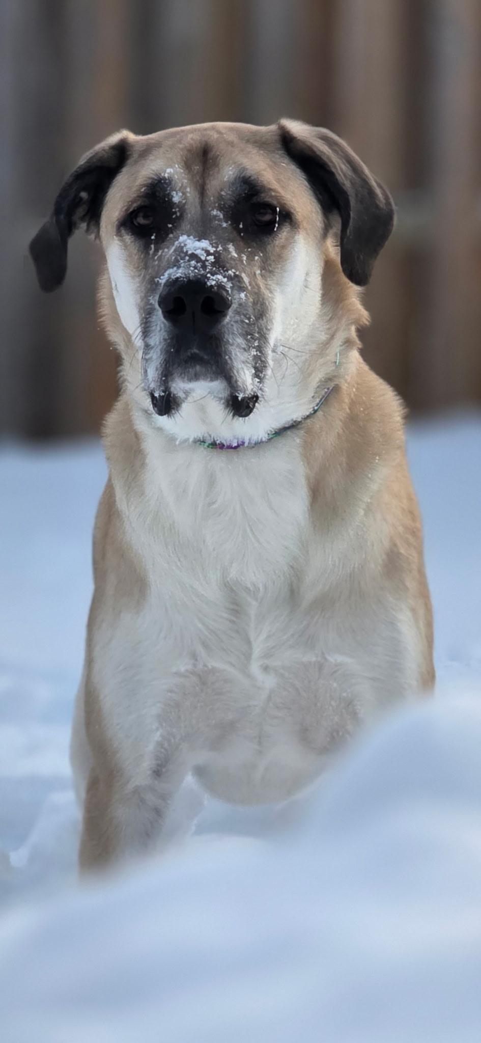Anna aka Trixie (20230528-02), Adoptable, Adult Female Great Dane & Great Pyrenees.