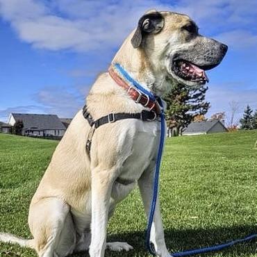 Enlarge Anna aka Trixie (20230528-02), a Adoptable mixed breed in Niagara Falls, ON image 4/6