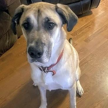 Enlarge Anna aka Trixie (20230528-02), a Adoptable mixed breed in Niagara Falls, ON image 2/6