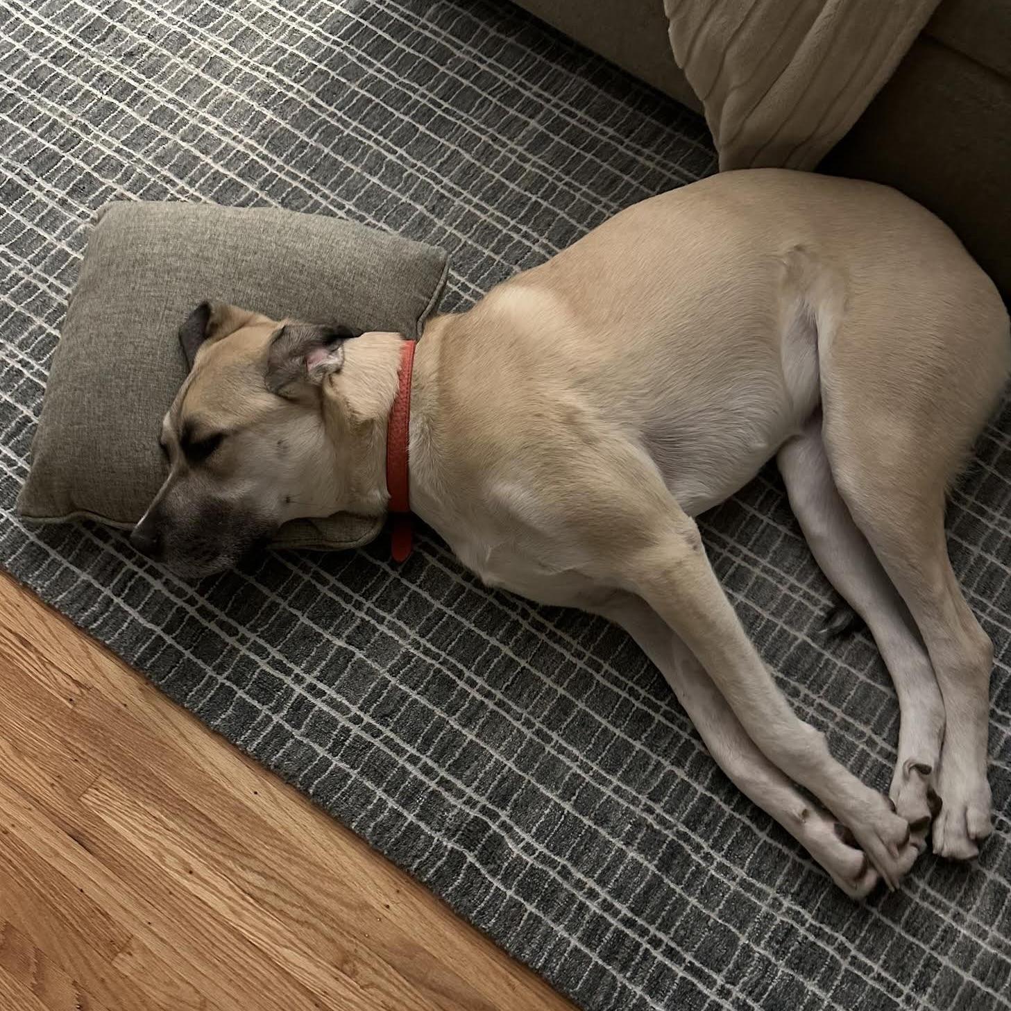 Anna aka Trixie (20230528-02), an adoptable Great Dane, Great Pyrenees in Hamilton, ON, L8P 4Y5 | Photo Image 4