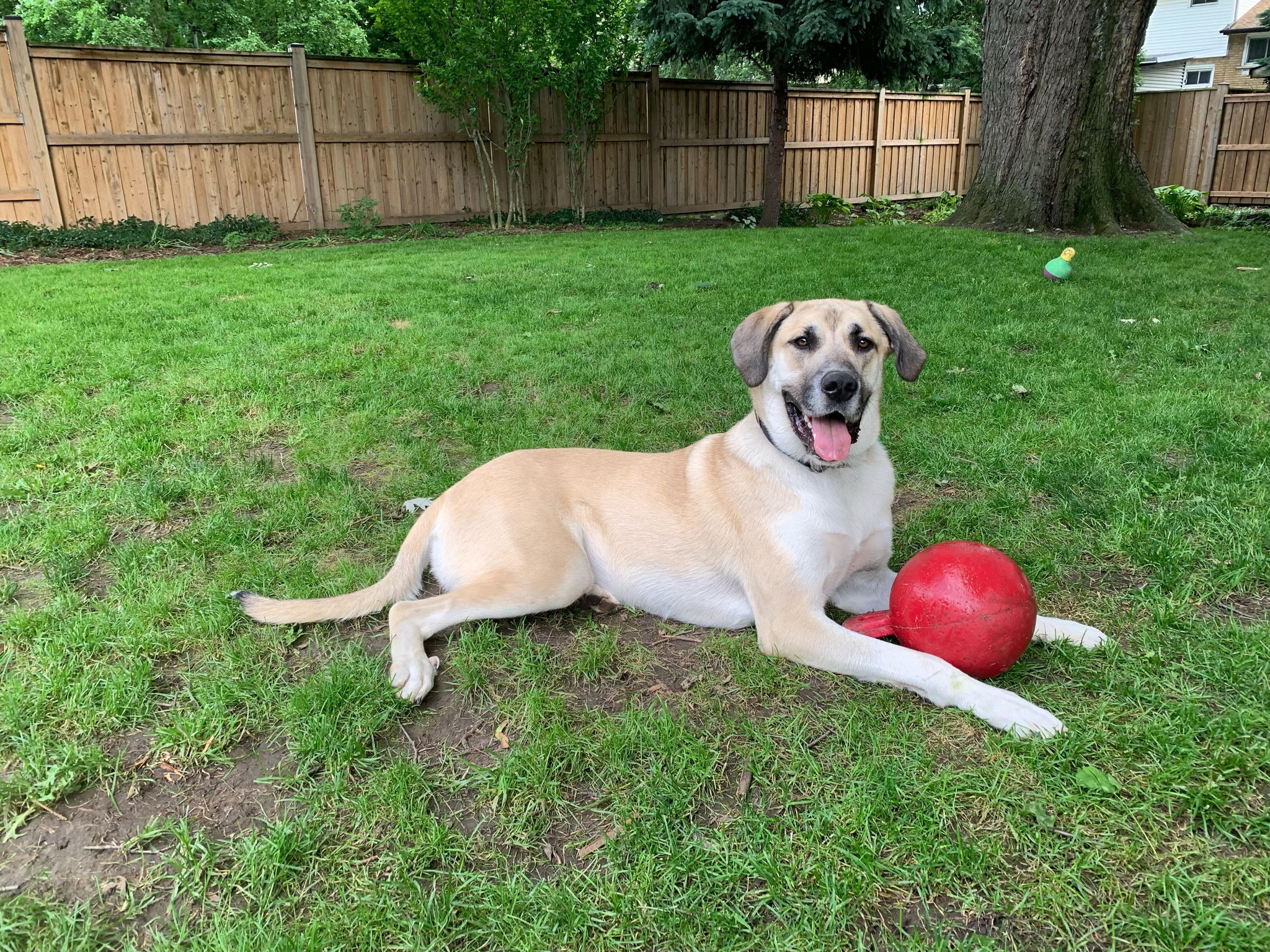 Anna aka Trixie (20230528-02), a Adoptable mixed breed in Hamilton, ON image 2/4