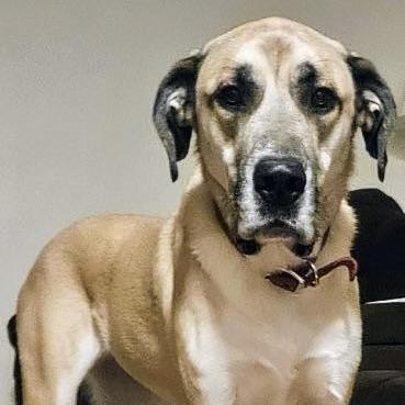 Enlarge Anna aka Trixie (20230528-02), a Adoptable mixed breed in Niagara Falls, ON image 6/6