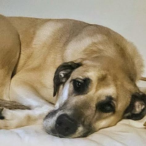 Enlarge Anna aka Trixie (20230528-02), a Adoptable mixed breed in Niagara Falls, ON image 3/6