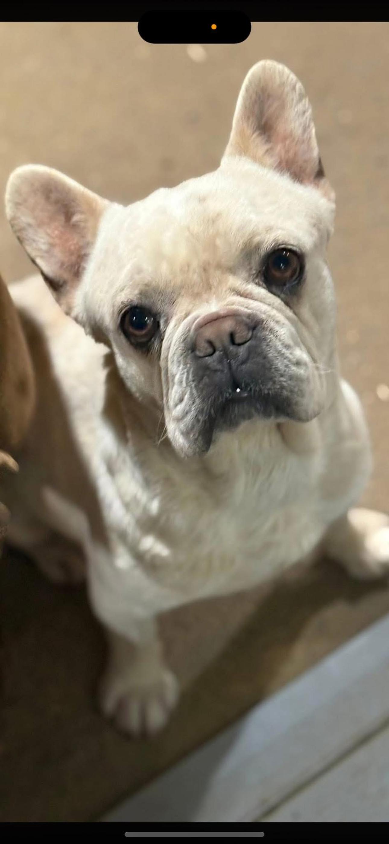 Moe, adopted, Adult Male French Bulldog.