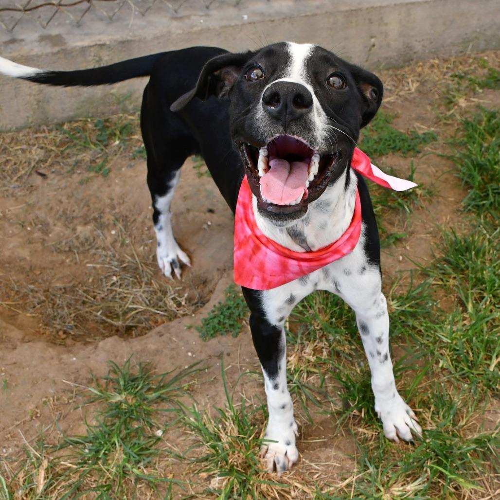 Joy, Adoptable, Adult Female Labrador Retriever & Pit Bull Terrier.