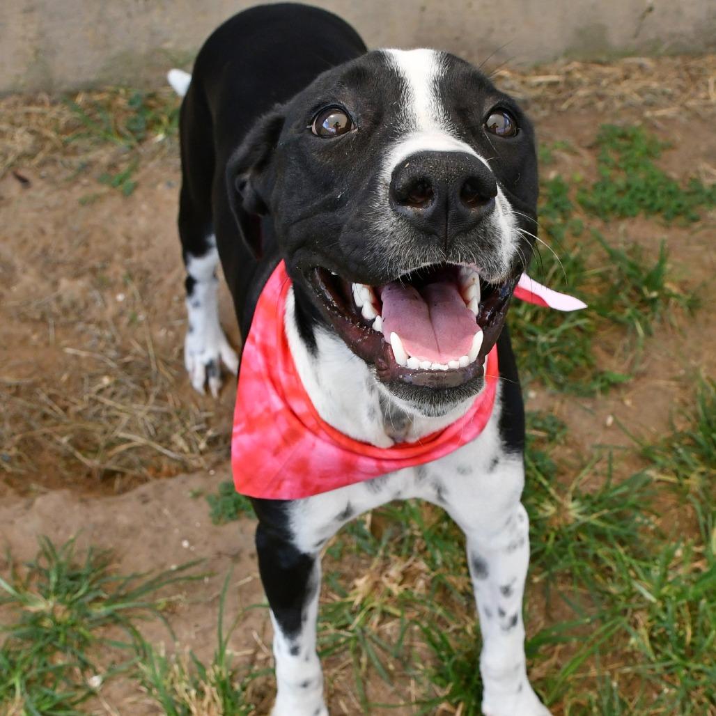 Enlarge Joy, a Adoptable mixed breed in Beaumont, TX image 2/6