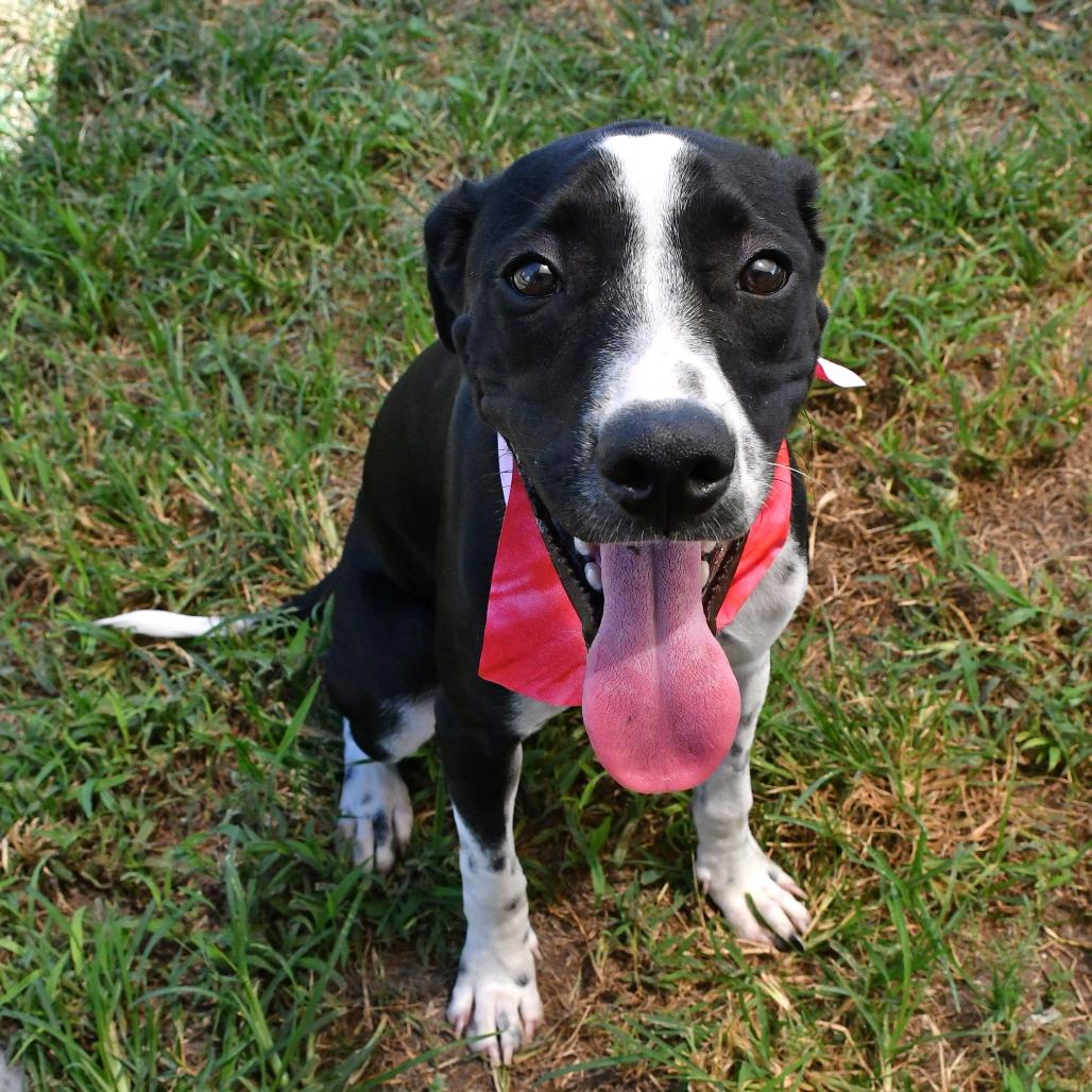 Enlarge Joy, a Adoptable mixed breed in Beaumont, TX image 3/6