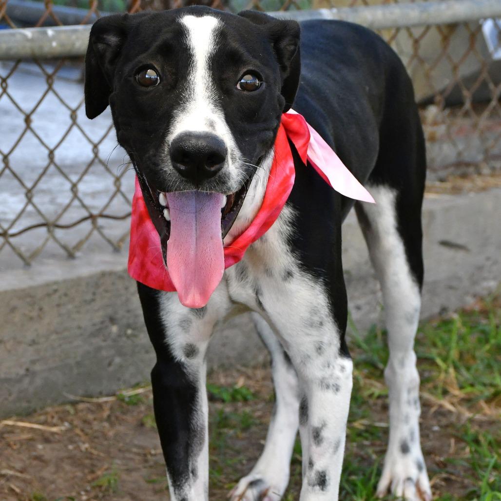 Enlarge Joy, a Adoptable mixed breed in Beaumont, TX image 4/6