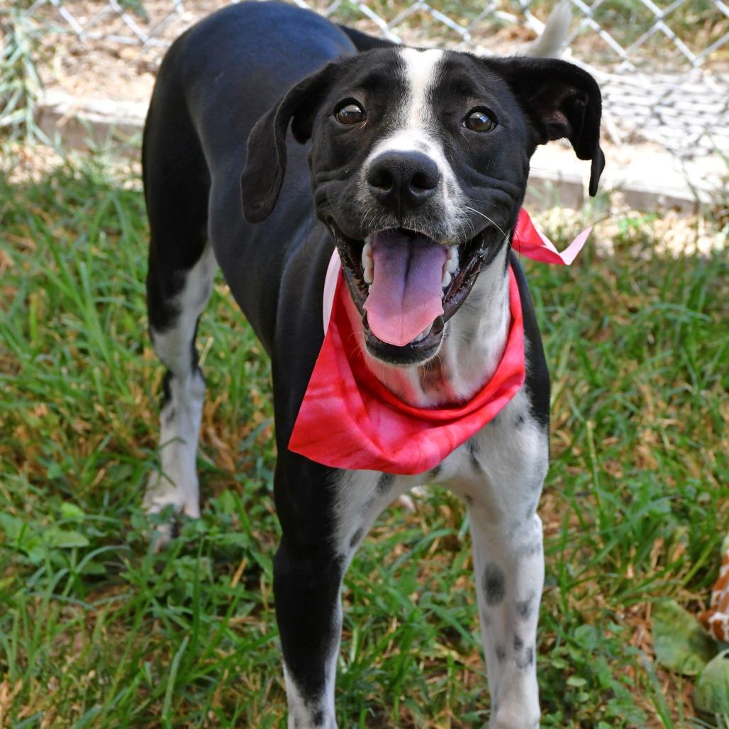 Enlarge Joy, a Adoptable mixed breed in Beaumont, TX image 5/6