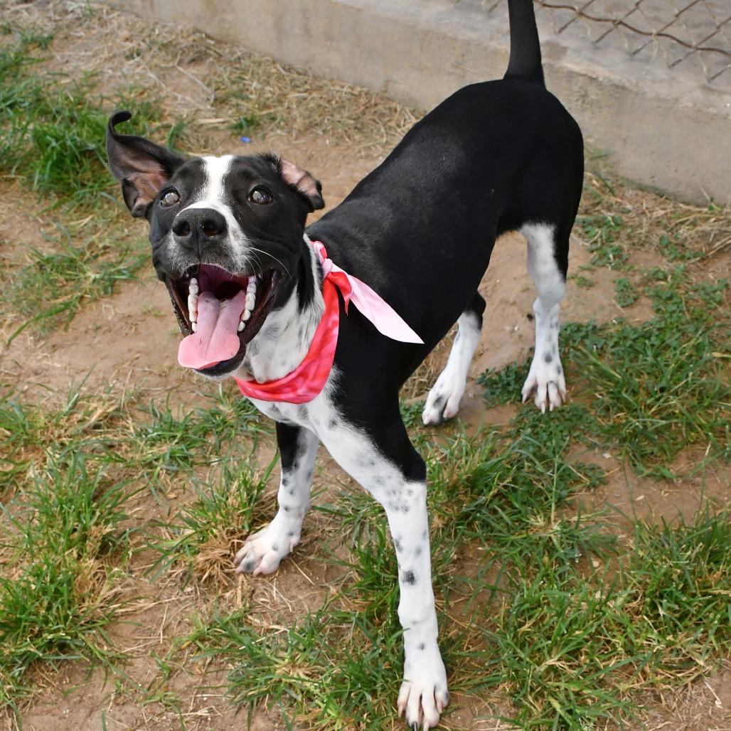 Enlarge Joy, a Adoptable mixed breed in Beaumont, TX image 6/6