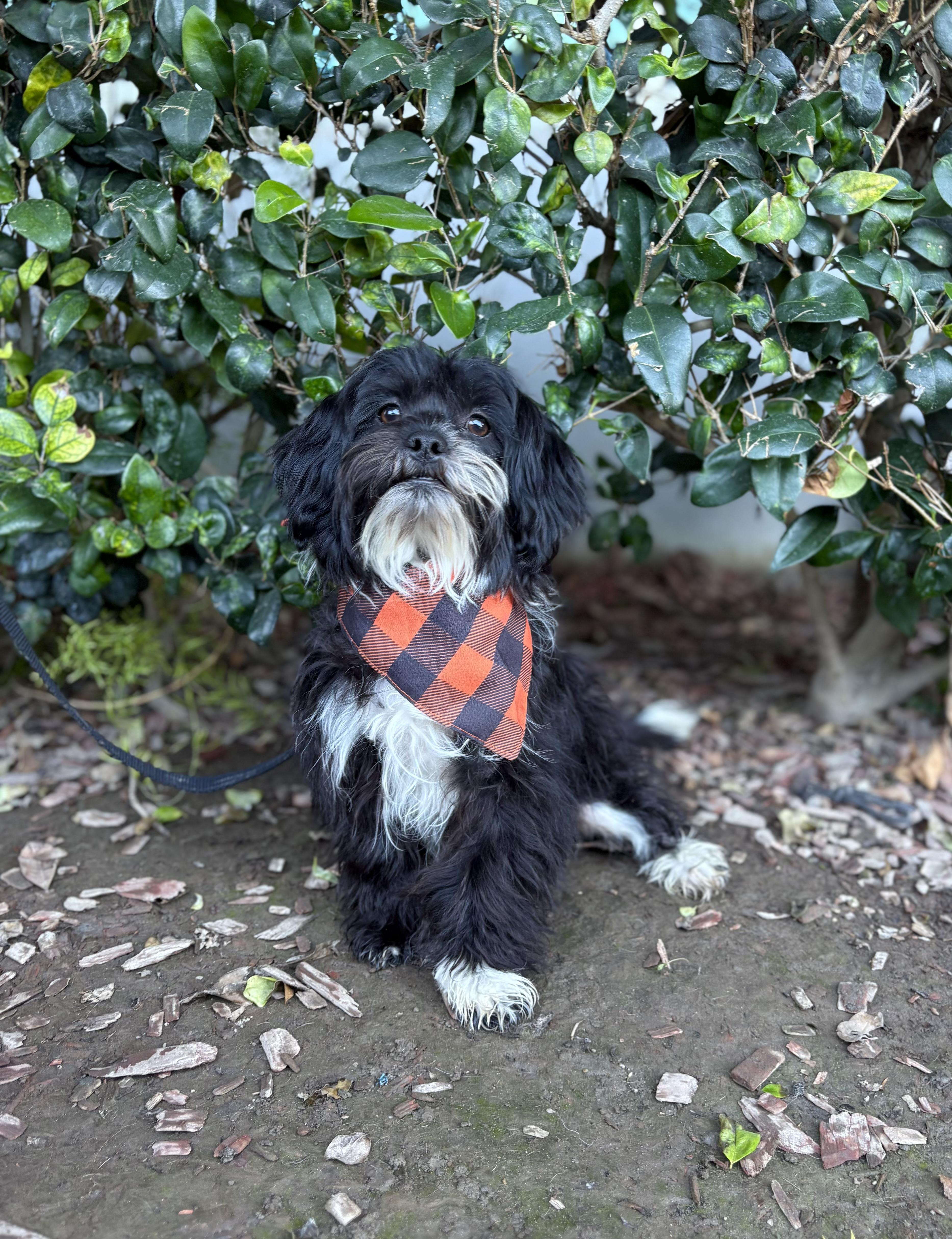 Enlarge Michael, a Adoptable mixed breed in South El Monte, CA image 5/6