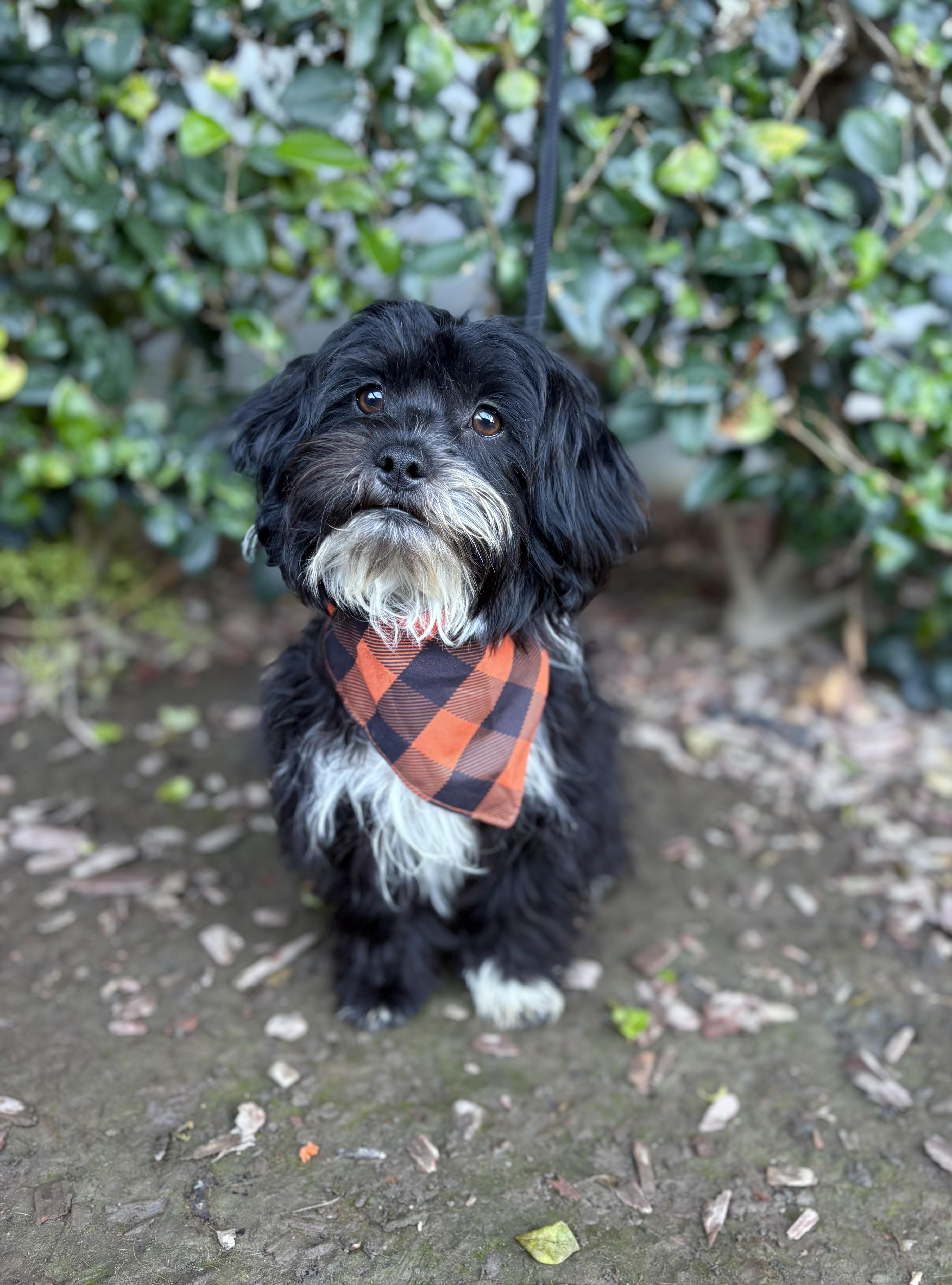 Michael, Adoptable, Puppy Male Shih Tzu.