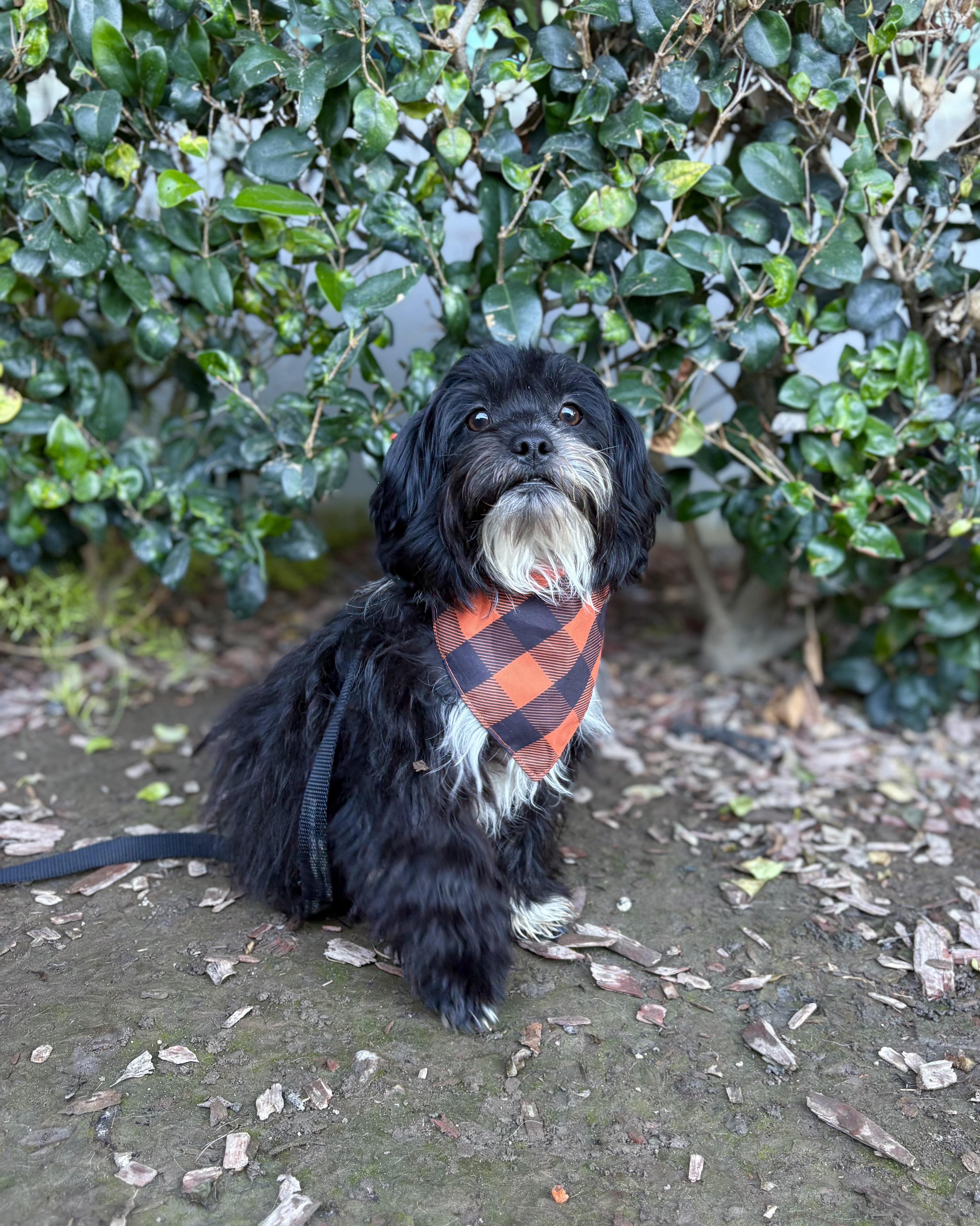 Enlarge Michael, a Adoptable mixed breed in South El Monte, CA image 2/6