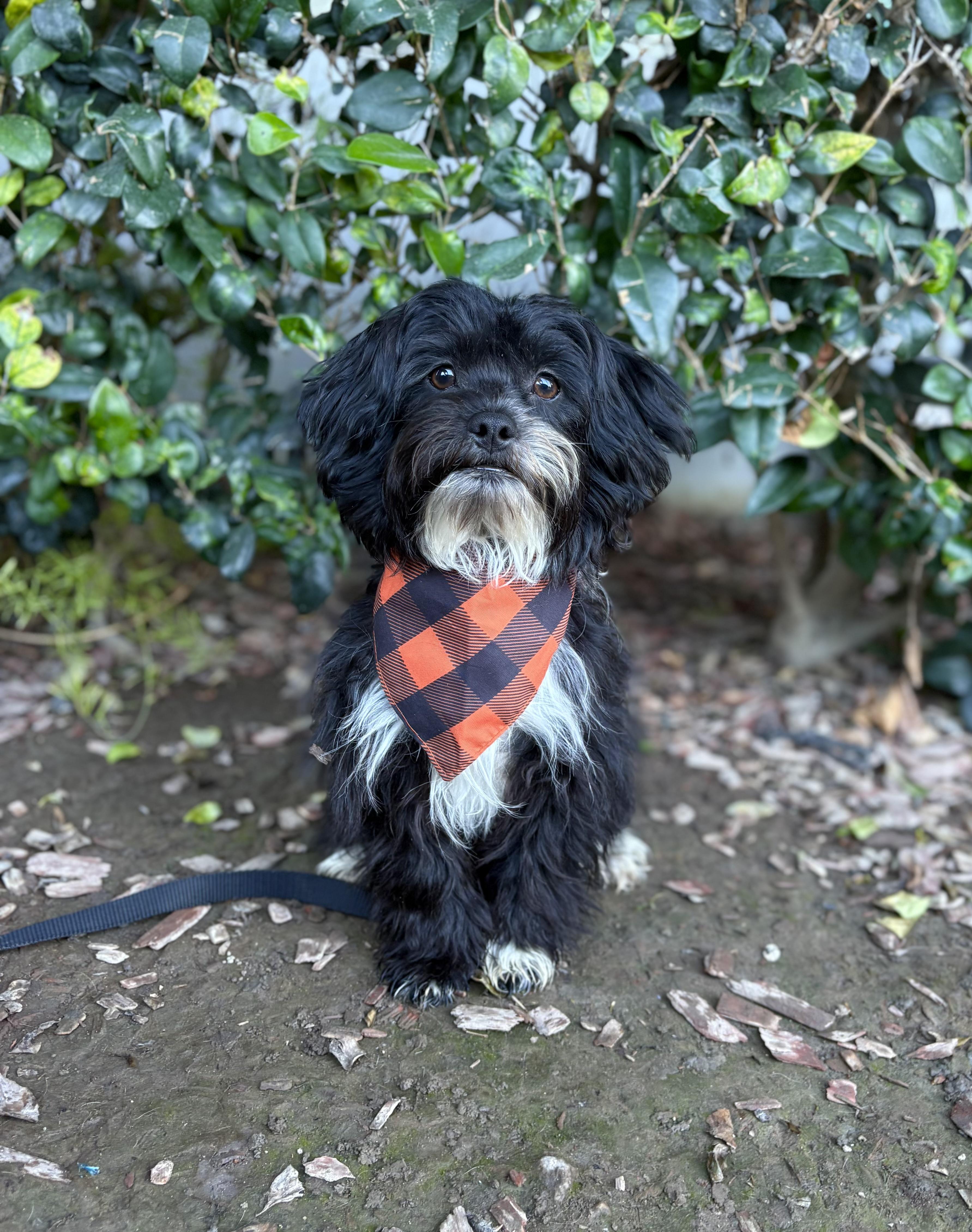 Enlarge Michael, a Adoptable mixed breed in South El Monte, CA image 3/6