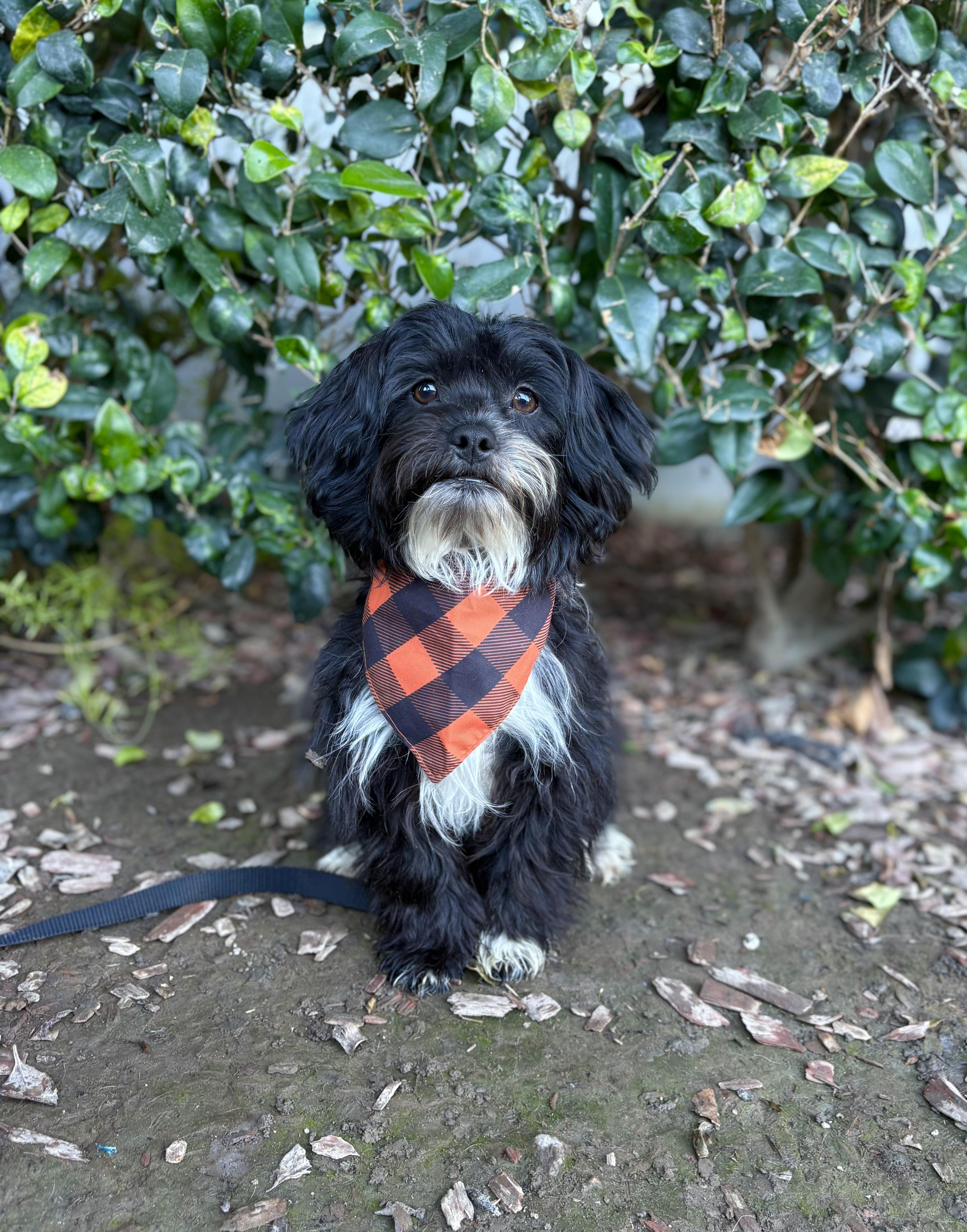 Enlarge Michael, a Adoptable mixed breed in South El Monte, CA image 4/6