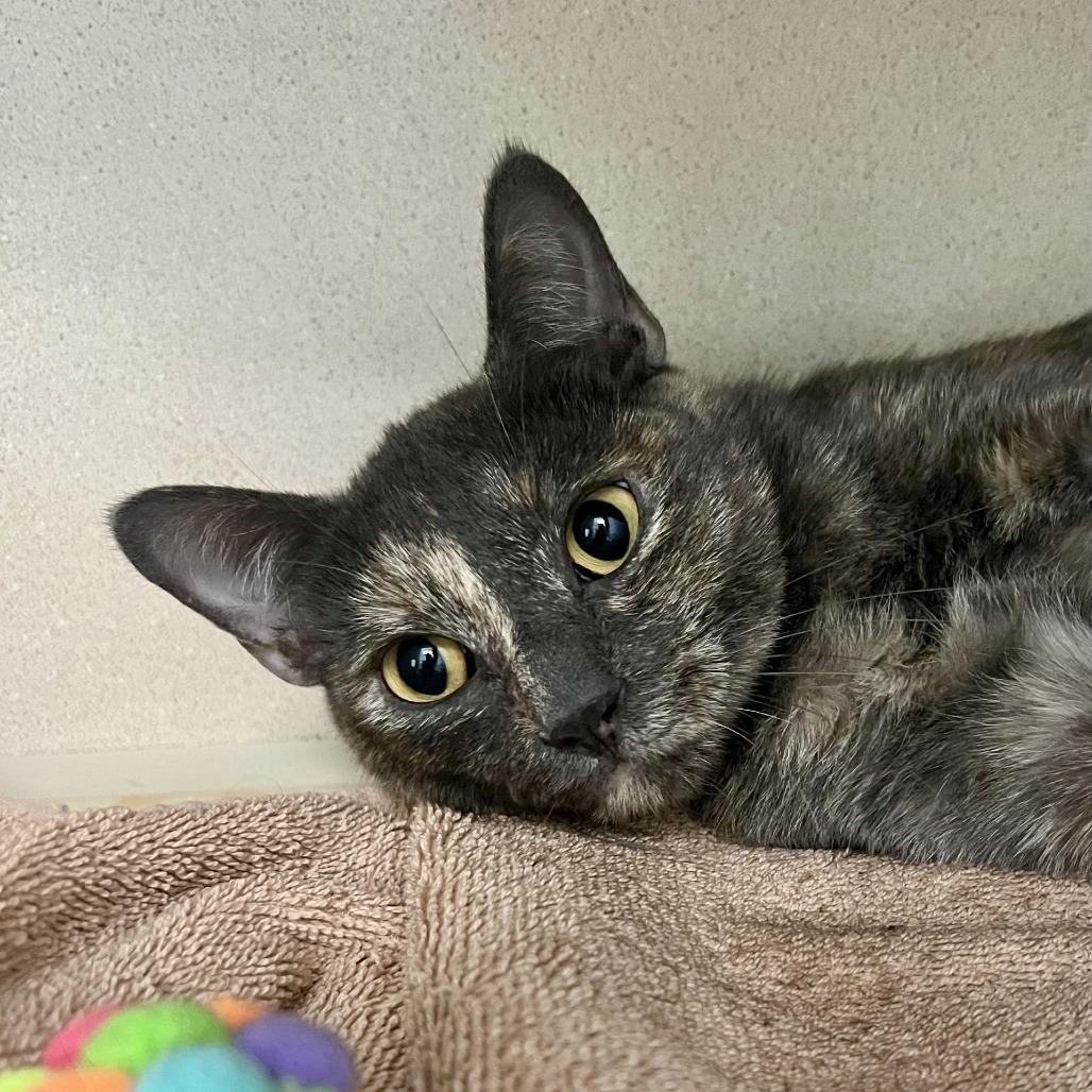 Floola, Adoptable, Adult Female Domestic Short Hair.