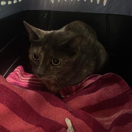 Floola, a Adoptable Domestic Short Hair in Tacoma, WA image 2/2