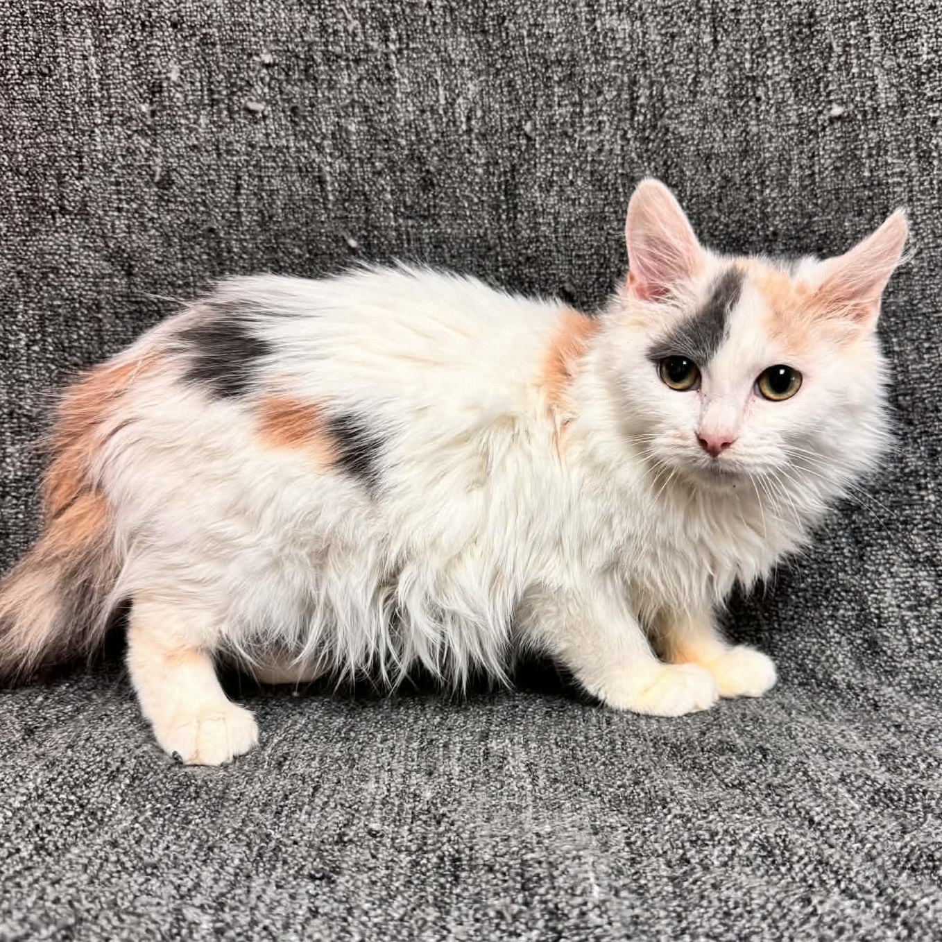 Hilda, adopted, Young Female Domestic Medium Hair.