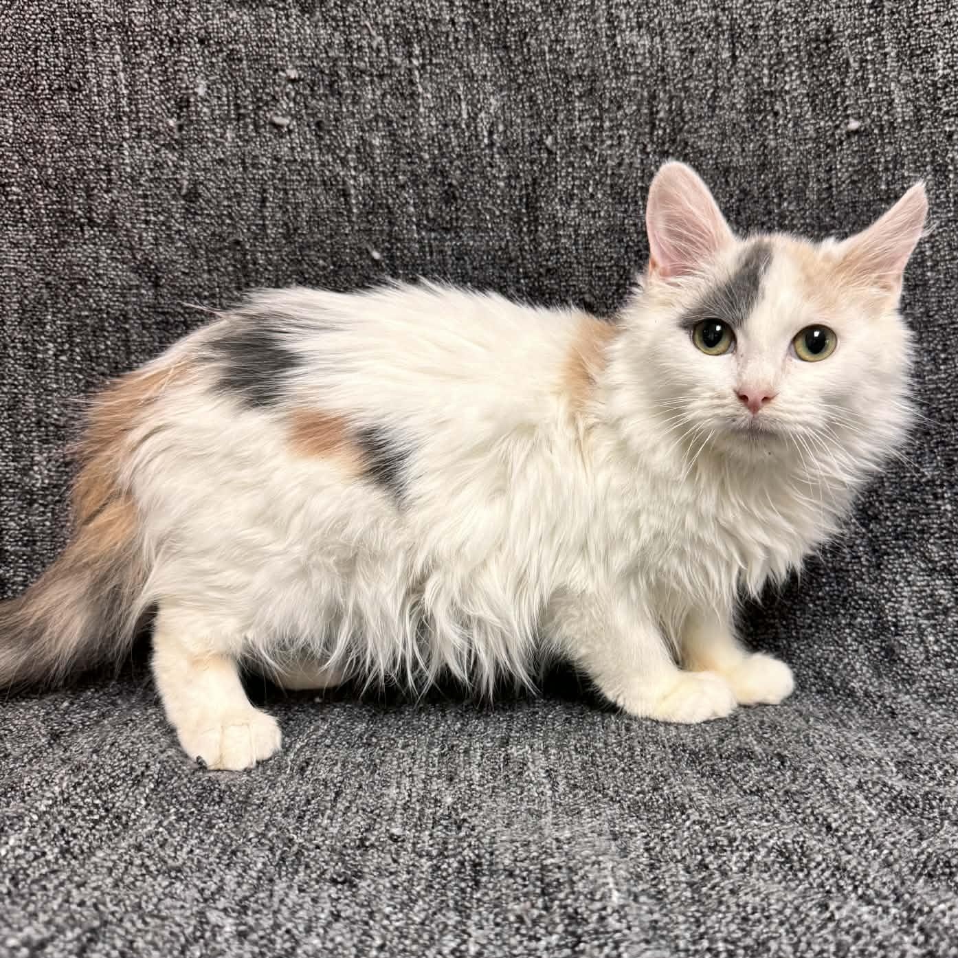 Enlarge Hilda, an adopted Domestic Medium Hair in Waterloo, IA image 3/3
