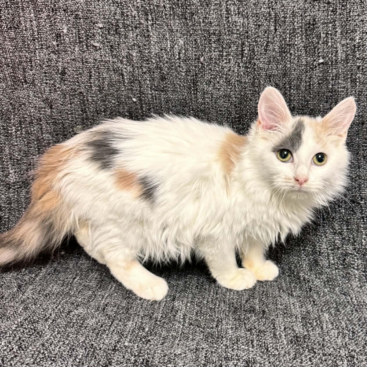 Enlarge Hilda, an adopted Domestic Medium Hair in Waterloo, IA image 2/3