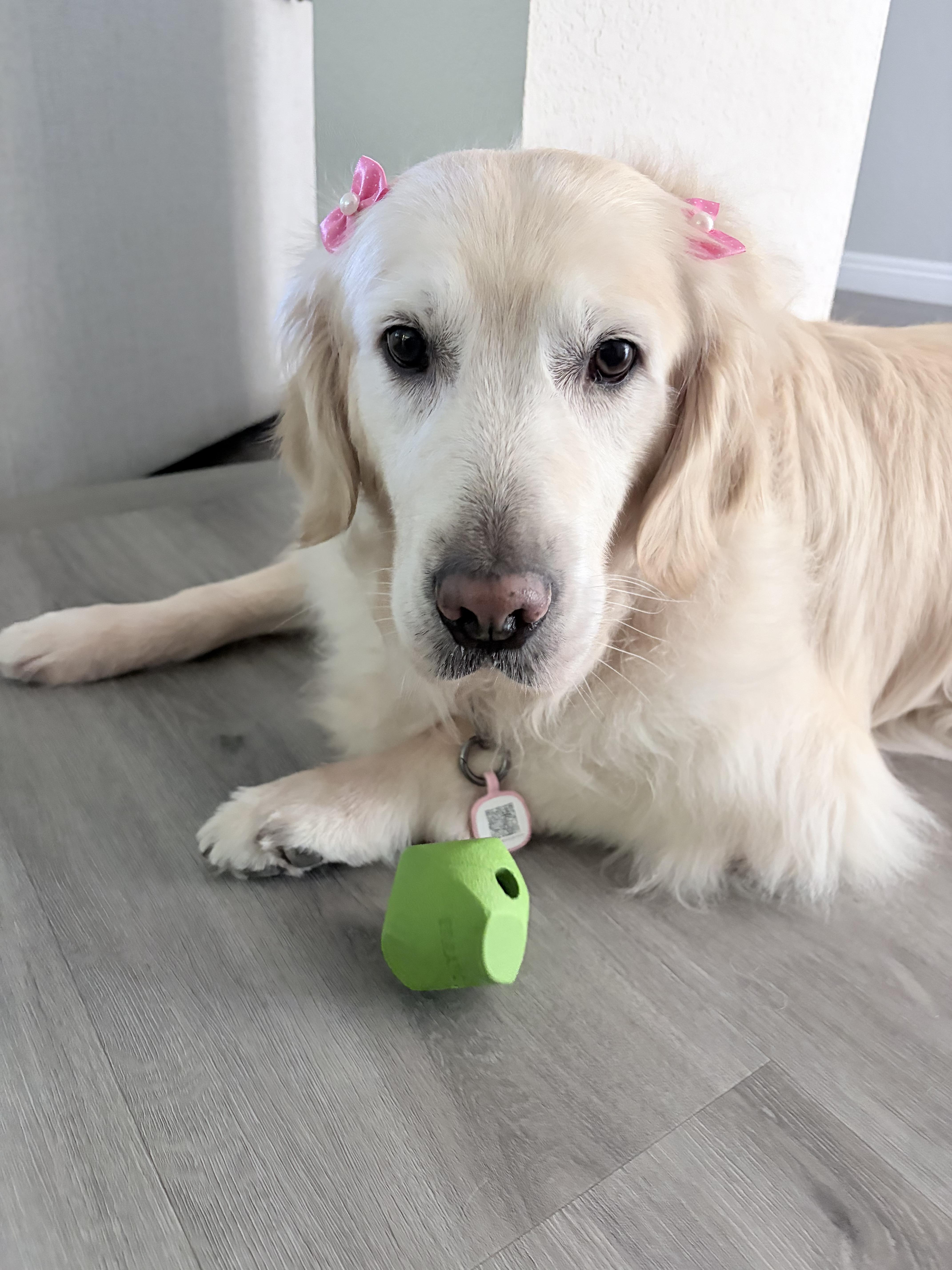 Daisy, ADOPTABLE, Adult Female Golden Retriever.
