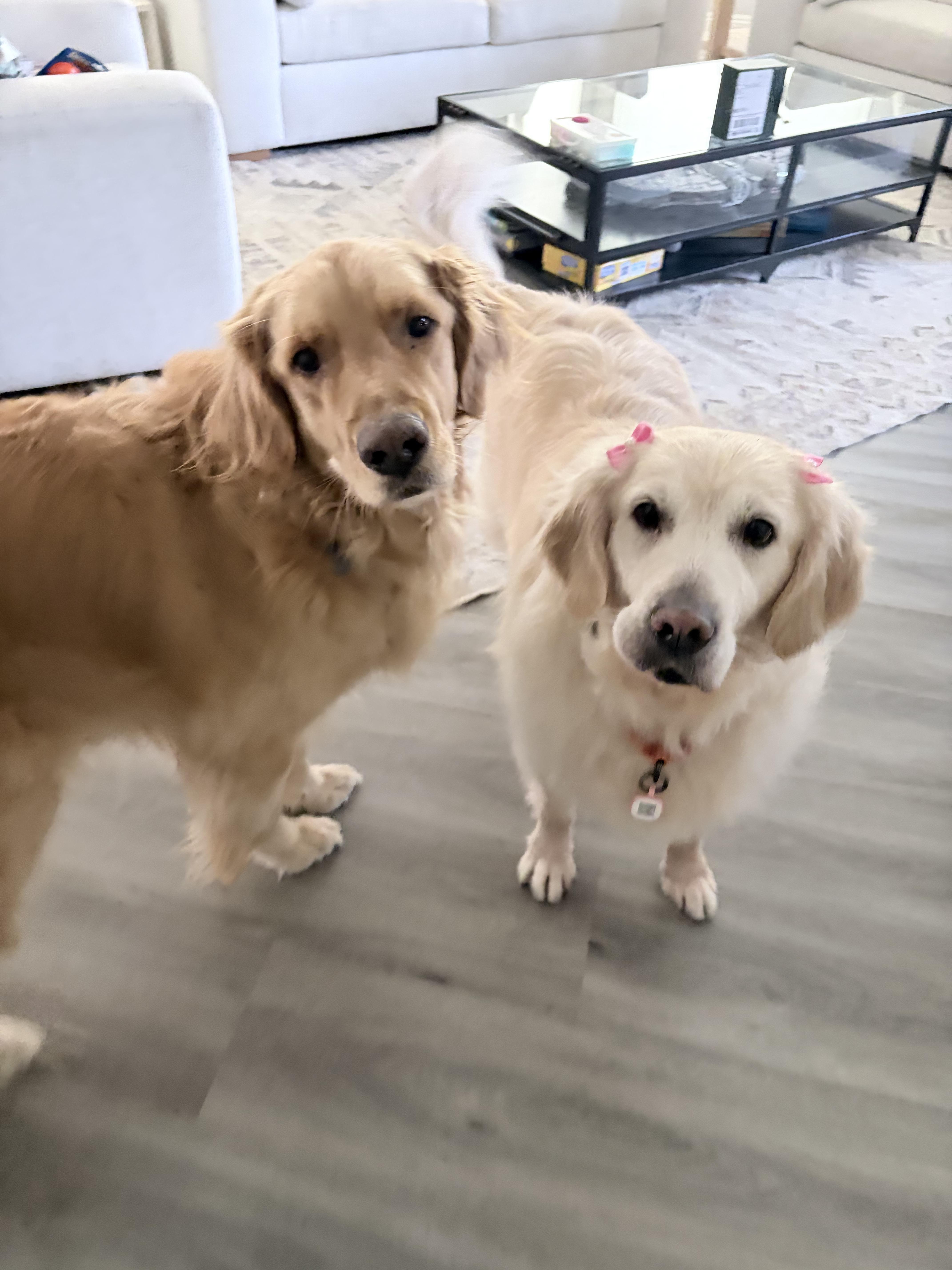 Enlarge Daisy, a ADOPTABLE Golden Retriever in Los Angeles, CA image 2/3