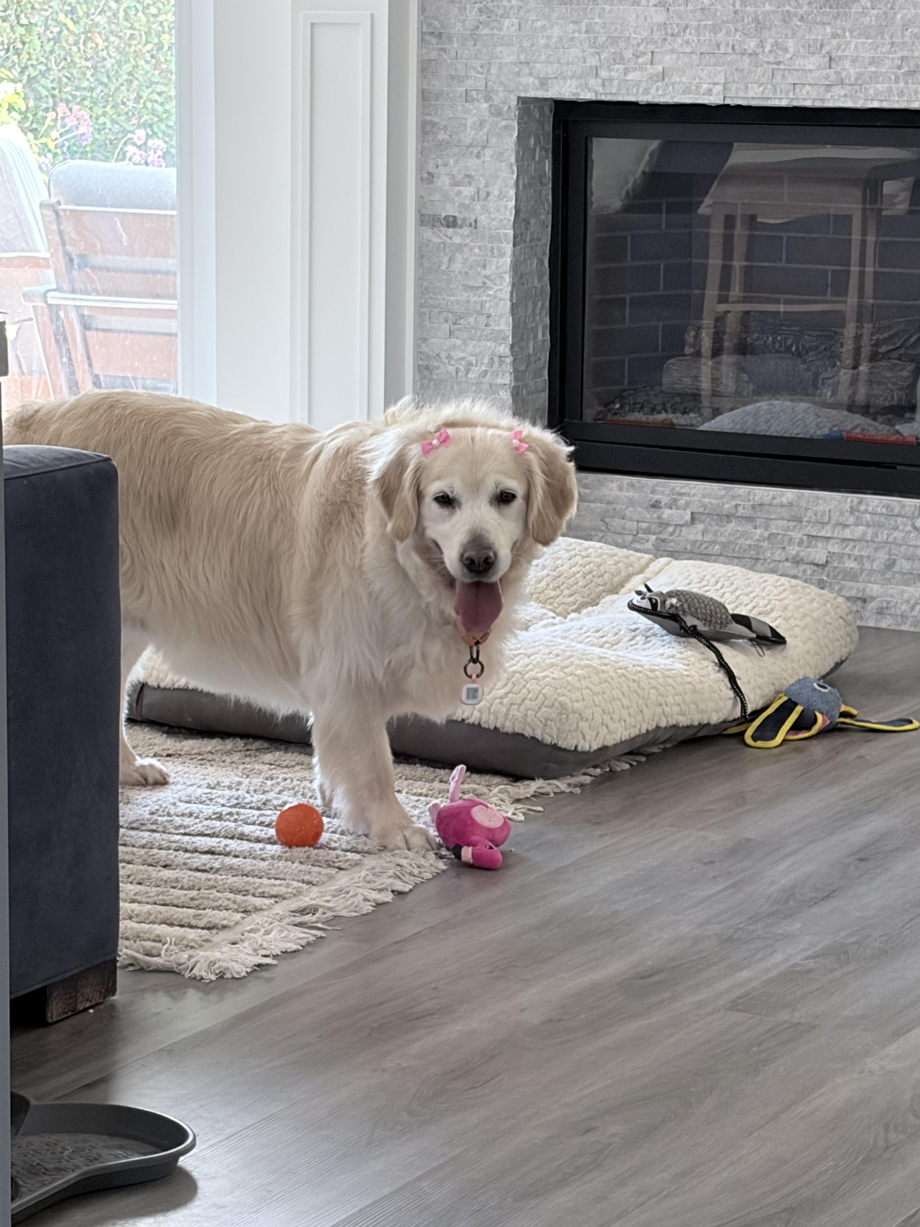 Enlarge Daisy, a ADOPTABLE Golden Retriever in Los Angeles, CA image 3/3