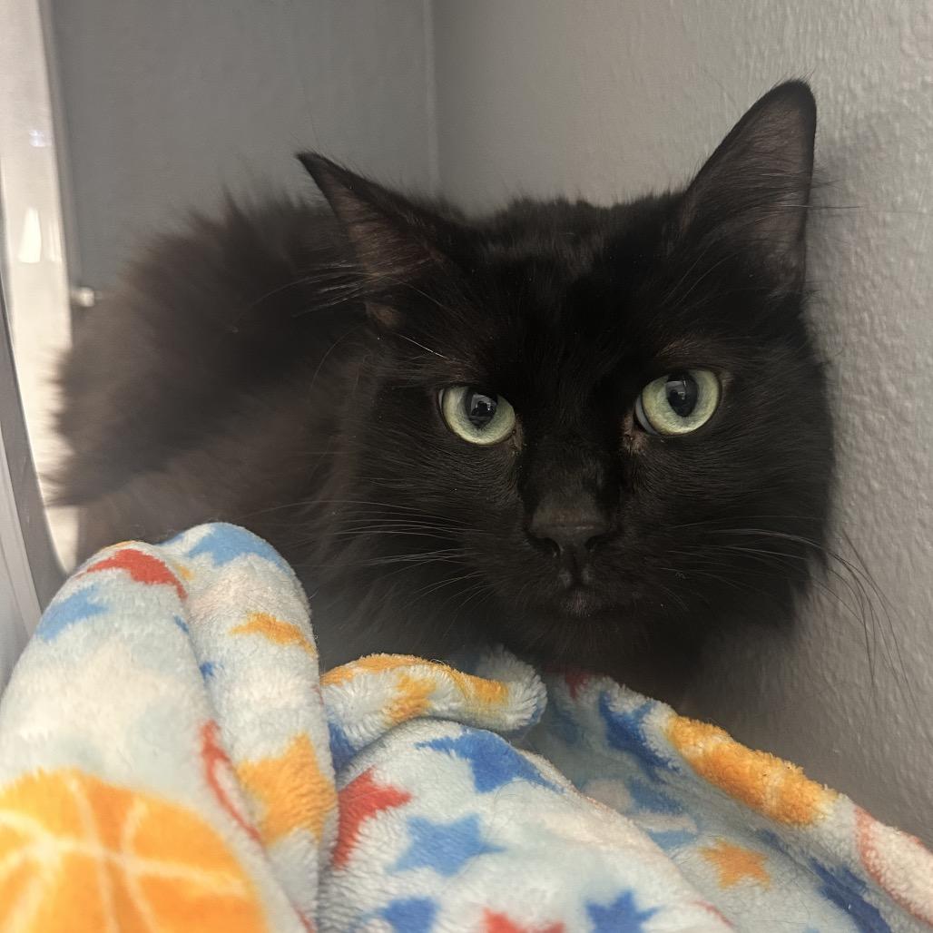 Brian- Sullivan Petsense, Adoptable, Senior Male Domestic Long Hair.