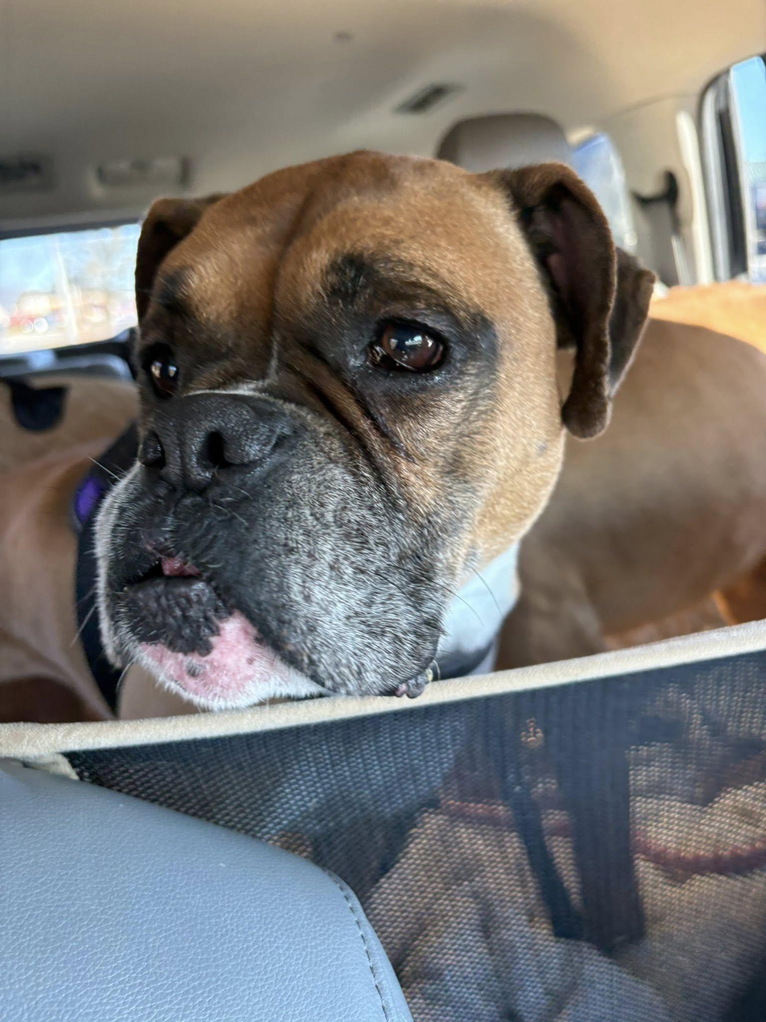 Enlarge Dakota & Diesel, a Adoptable Boxer in Monticello, NY image 1/1