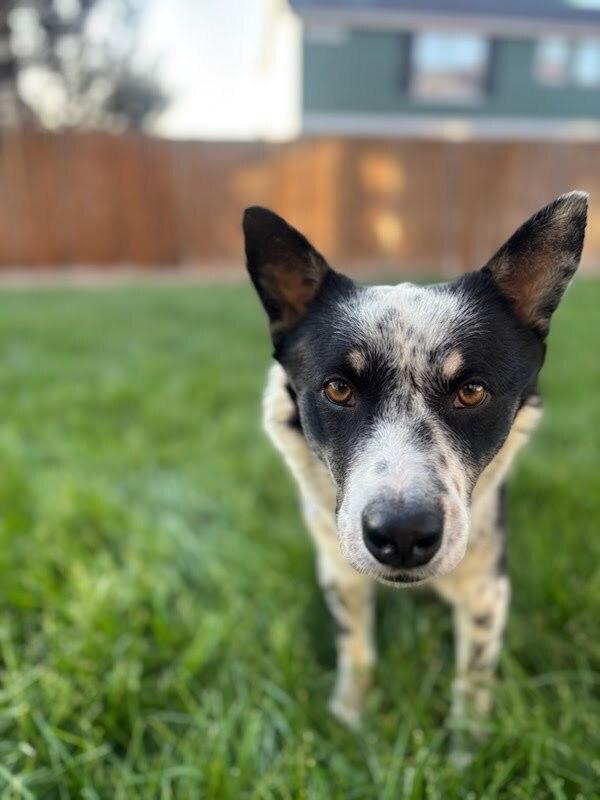 Carlisle, Adoptable, Young Male Australian Cattle Dog / Blue Heeler.
