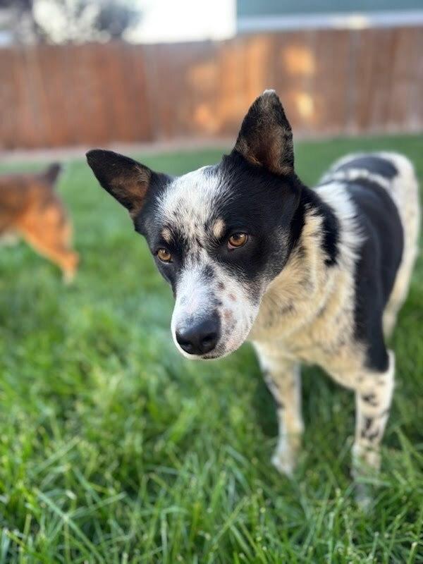 Enlarge Carlisle, a Adoptable mixed breed in Sedalia, CO image 2/6