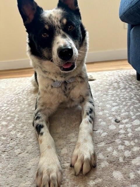 Enlarge Carlisle, a Adoptable mixed breed in Sedalia, CO image 3/6