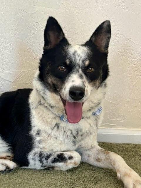 Enlarge Carlisle, a Adoptable mixed breed in Sedalia, CO image 4/6