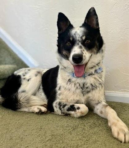 Enlarge Carlisle, a Adoptable mixed breed in Sedalia, CO image 5/6