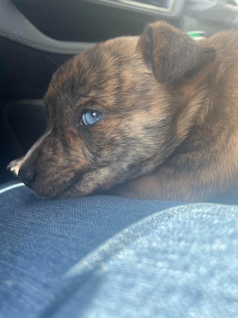 Patrick, Adoptable, Puppy Male Mixed Breed.