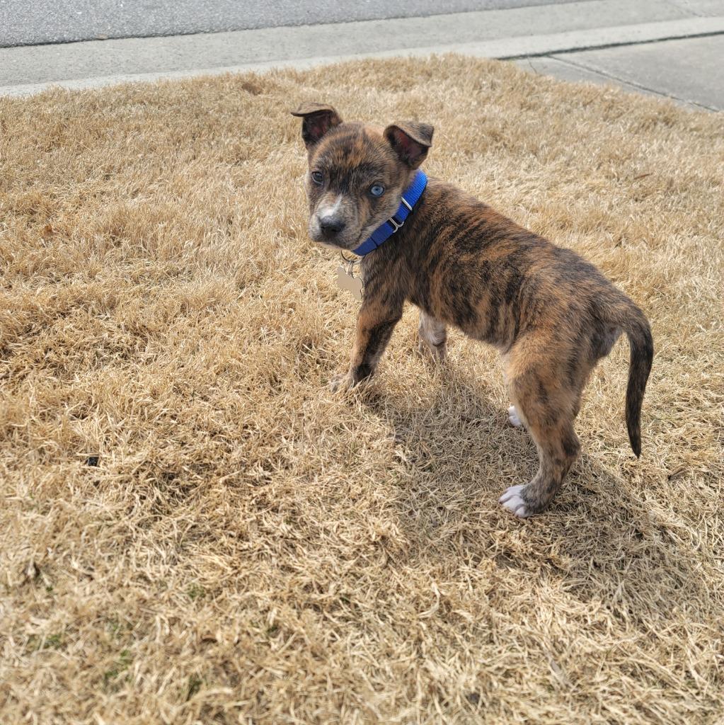 Enlarge Patrick, a Adoptable mixed breed in Raleigh, NC image 2/6
