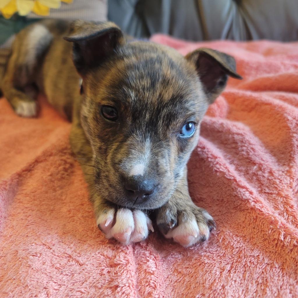 Enlarge Patrick, a Adoptable mixed breed in Raleigh, NC image 3/6