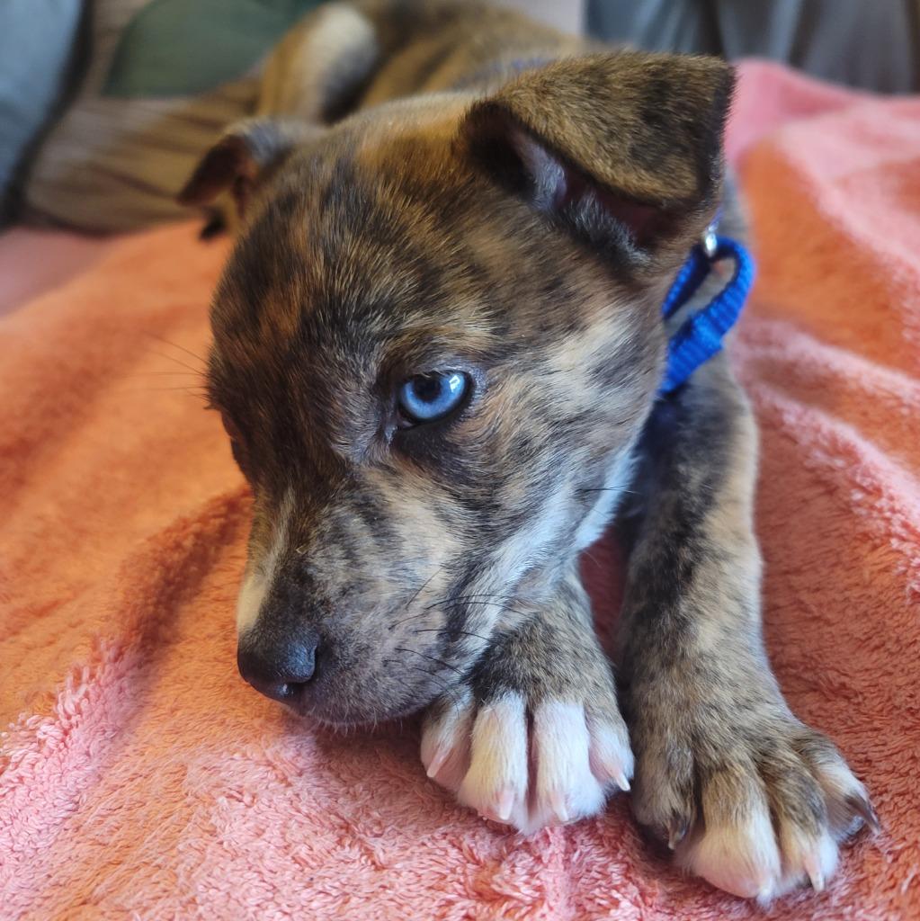 Enlarge Patrick, a Adoptable mixed breed in Raleigh, NC image 4/6