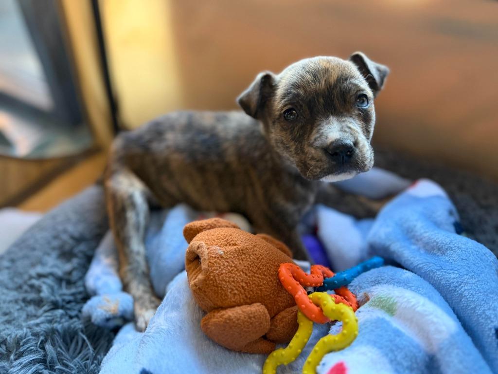 Enlarge Patrick, a Adoptable mixed breed in Raleigh, NC image 5/6