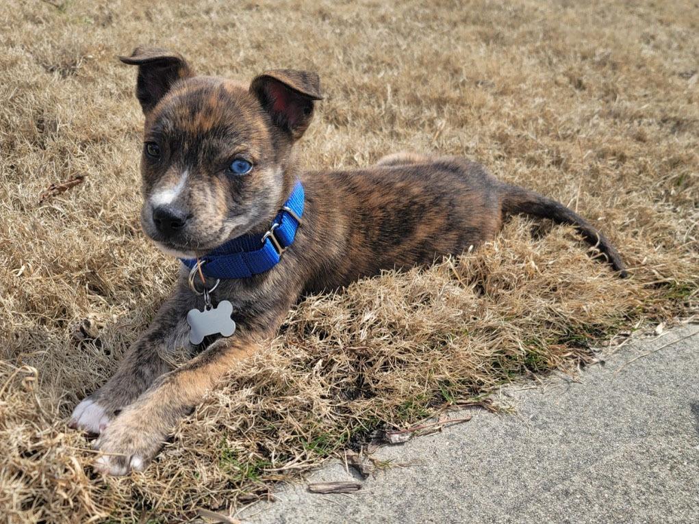 Enlarge Patrick, a Adoptable mixed breed in Raleigh, NC image 6/6