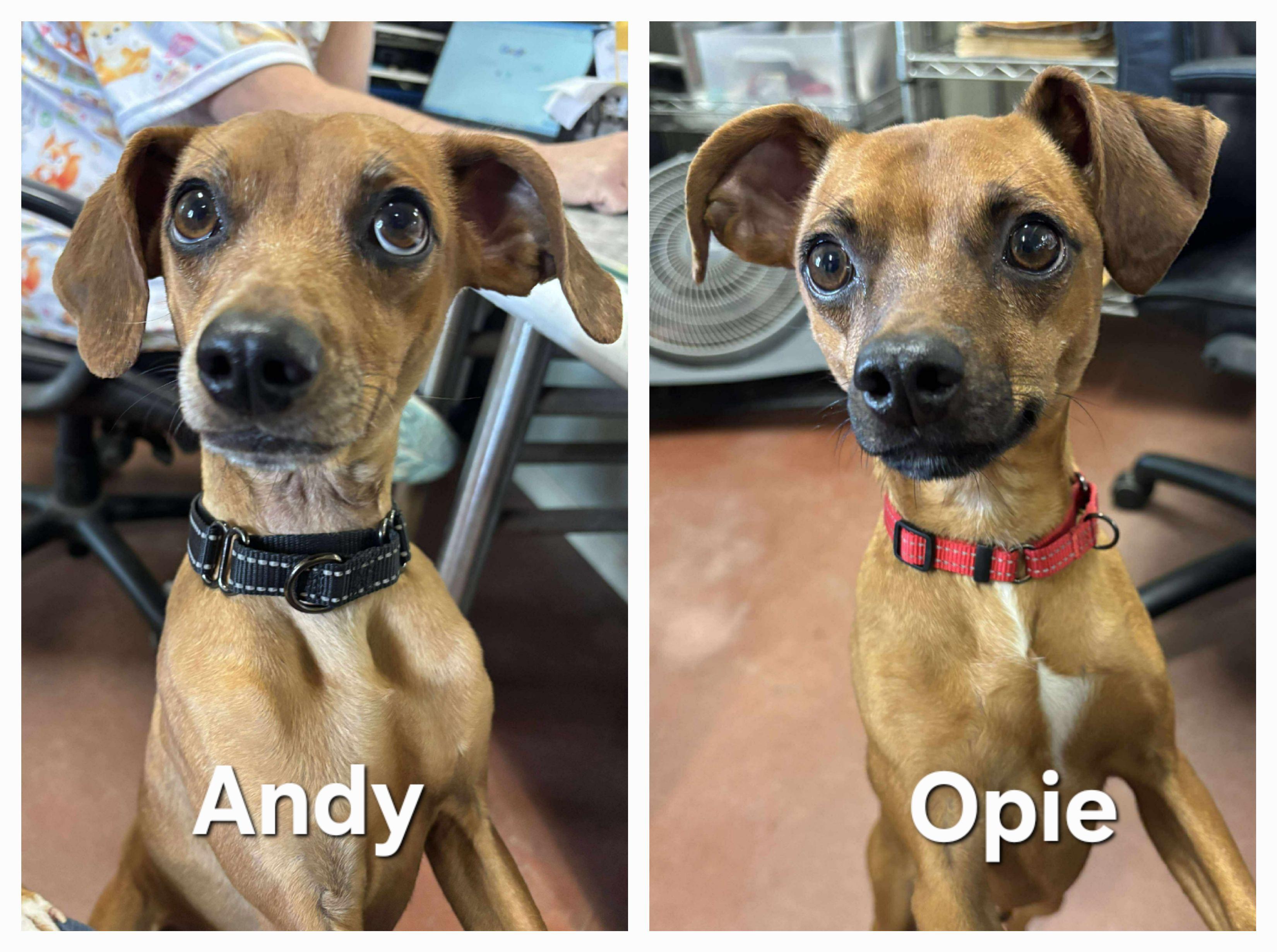 Opie thumbnail 6